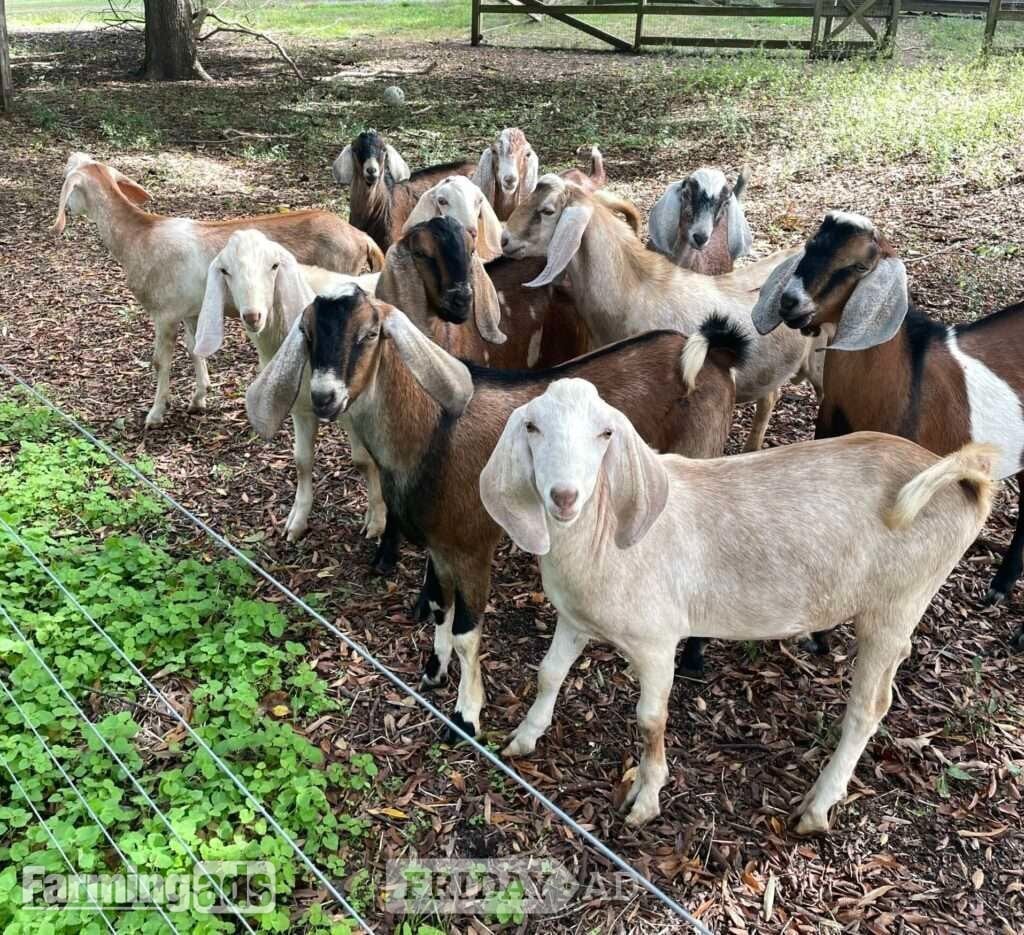 Pure Breed Boer goats and Anglo-Nubian Goats for sale in Dallington