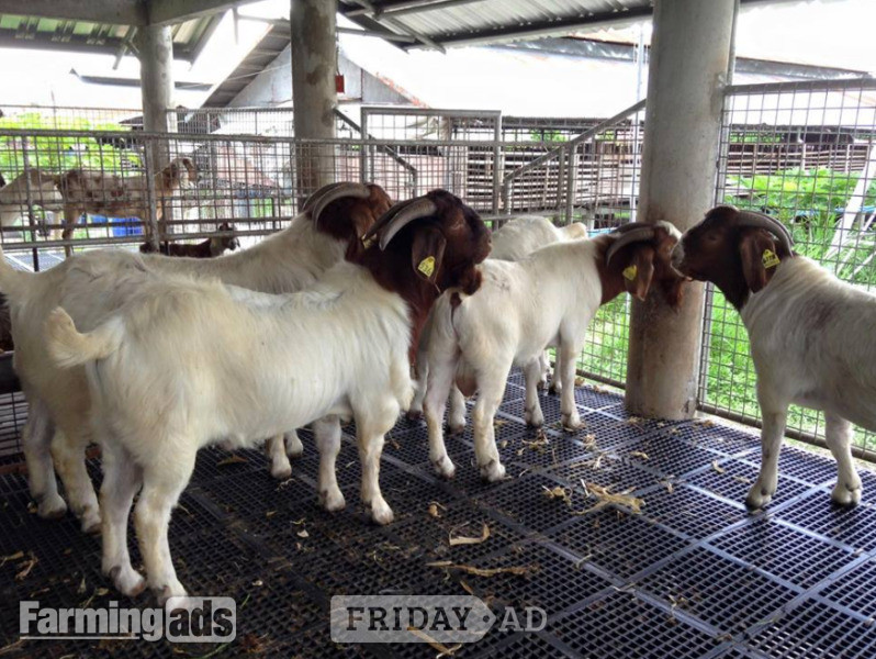 Pure Breed Boer goats and Anglo-Nubian Goats for sale