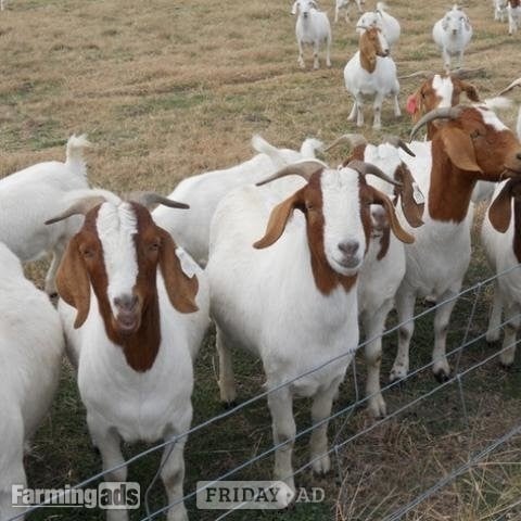 Dallington Pure Breed Boer goats and Anglo-Nubian Goats for sale