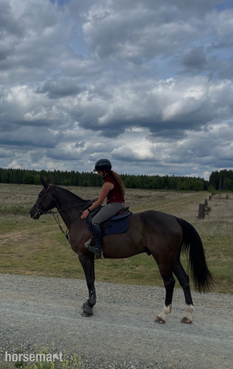 "Billy " Black Gelding Dressage Horse
