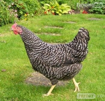 POL Hybrid chickens, variety of breeds/colours