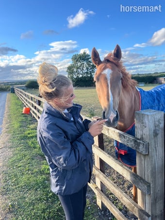 "Gaston (The Young Adonis)" Chestnut Gelding All Rounder