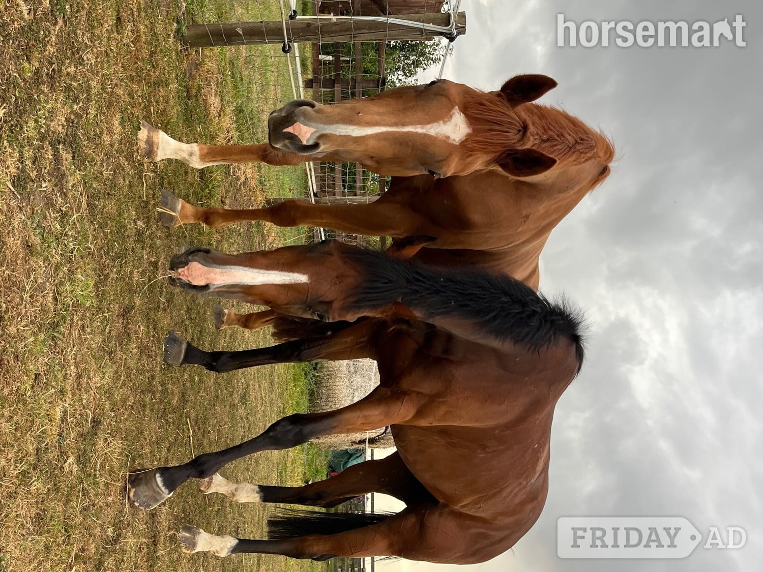"Gaston (The Young Adonis)" Chestnut Gelding All Rounder