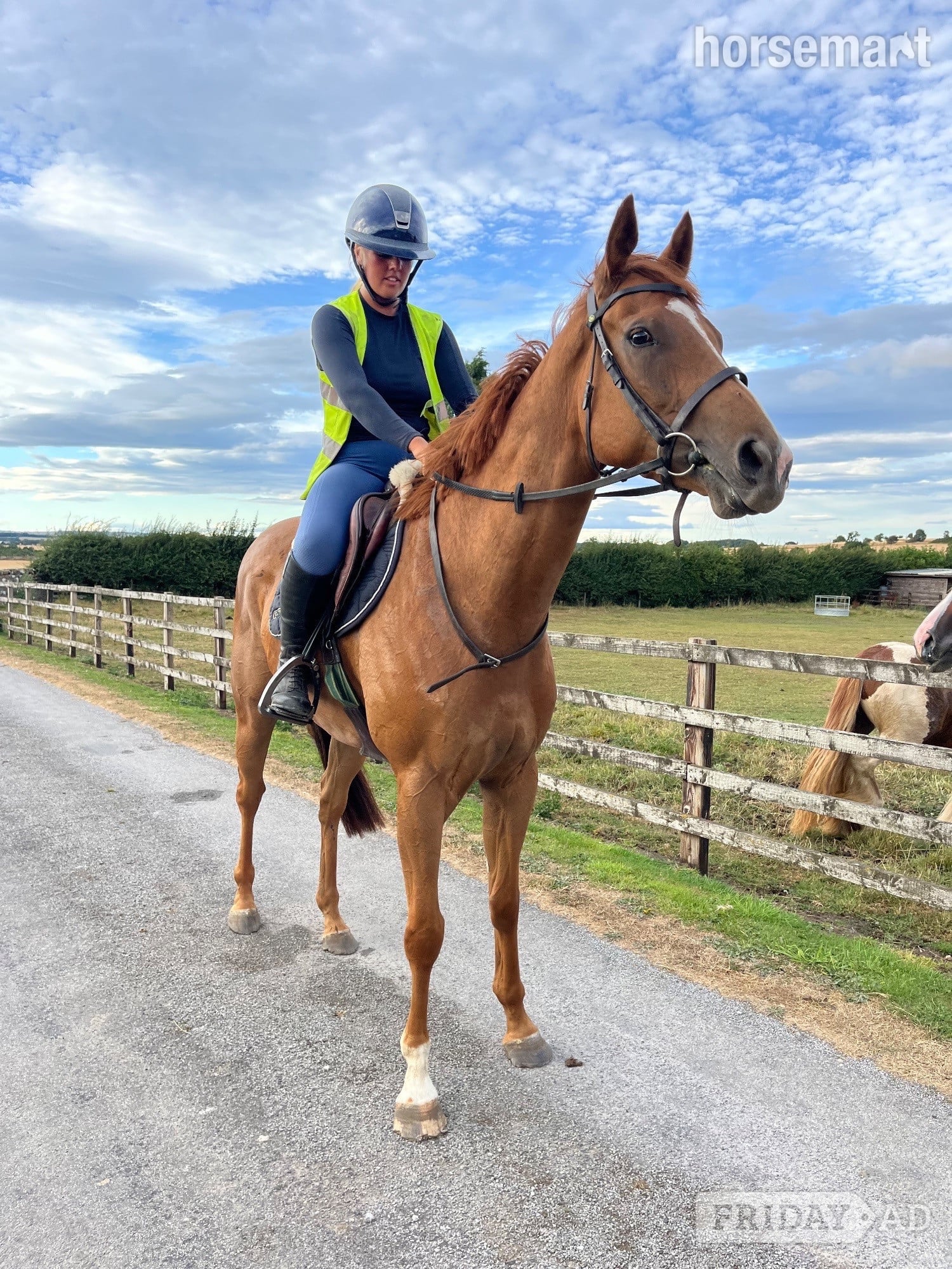"Gaston (The Young Adonis)" Chestnut Gelding All Rounder - Horses in Bedale