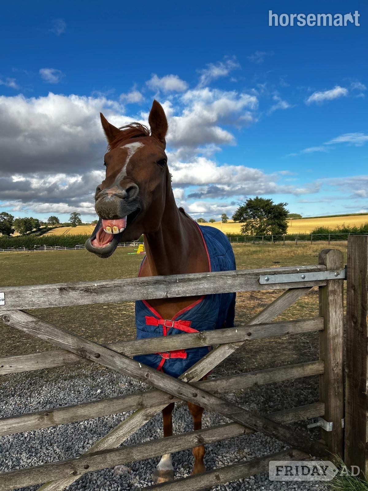 "Gaston (The Young Adonis)" Chestnut Gelding All Rounder - Horses
