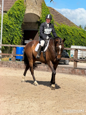 "Far Sight ‘Ritchie’" Dark Bay Gelding All Rounder