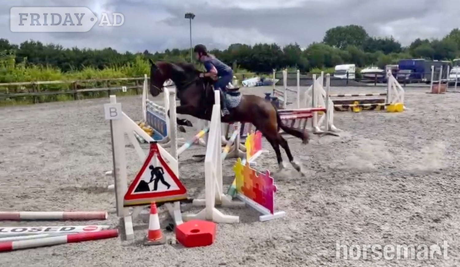 "Far Sight ‘Ritchie’" Dark Bay Gelding All Rounder in Westbury