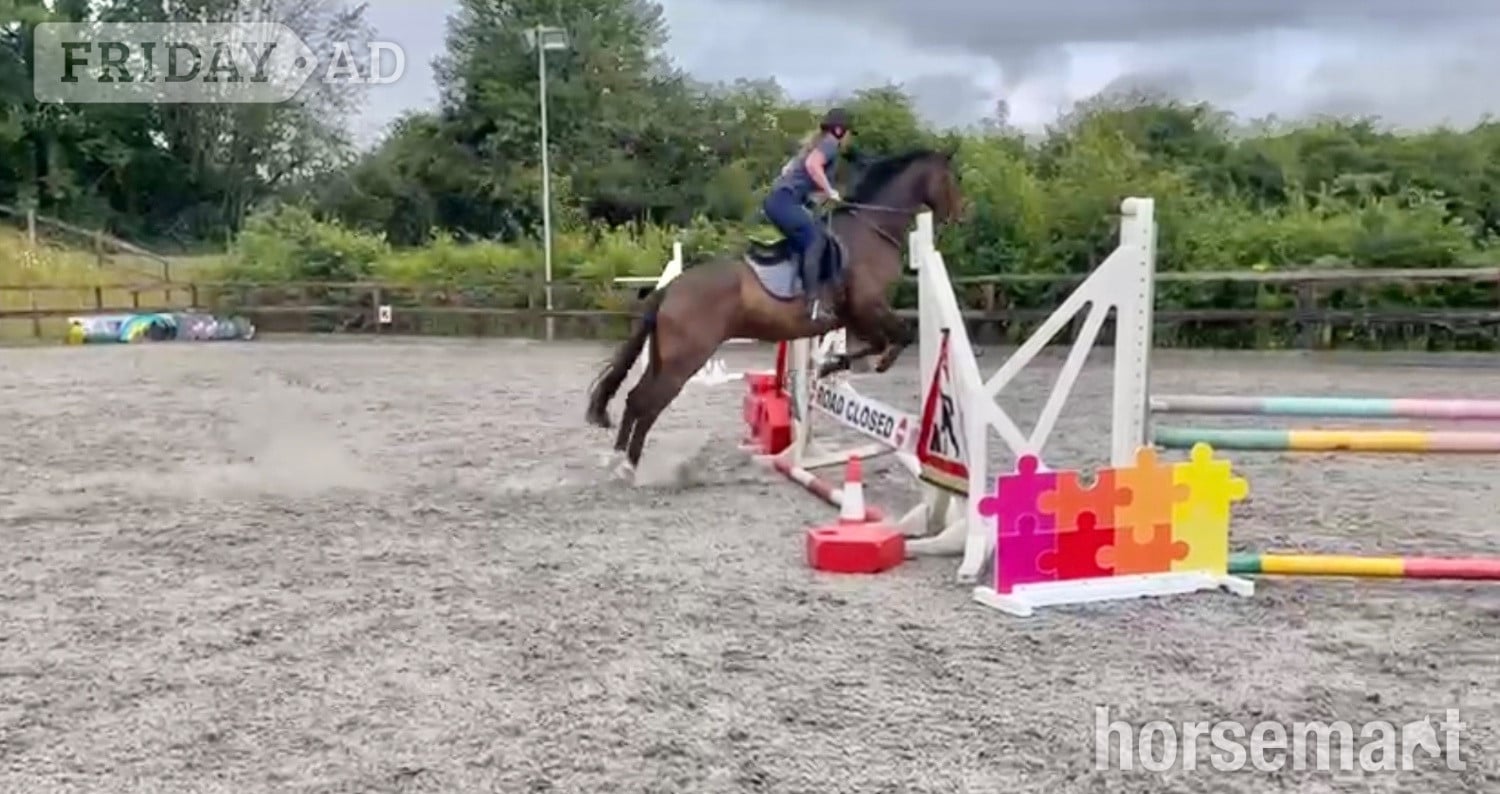 "Far Sight ‘Ritchie’" Dark Bay Gelding All Rounder