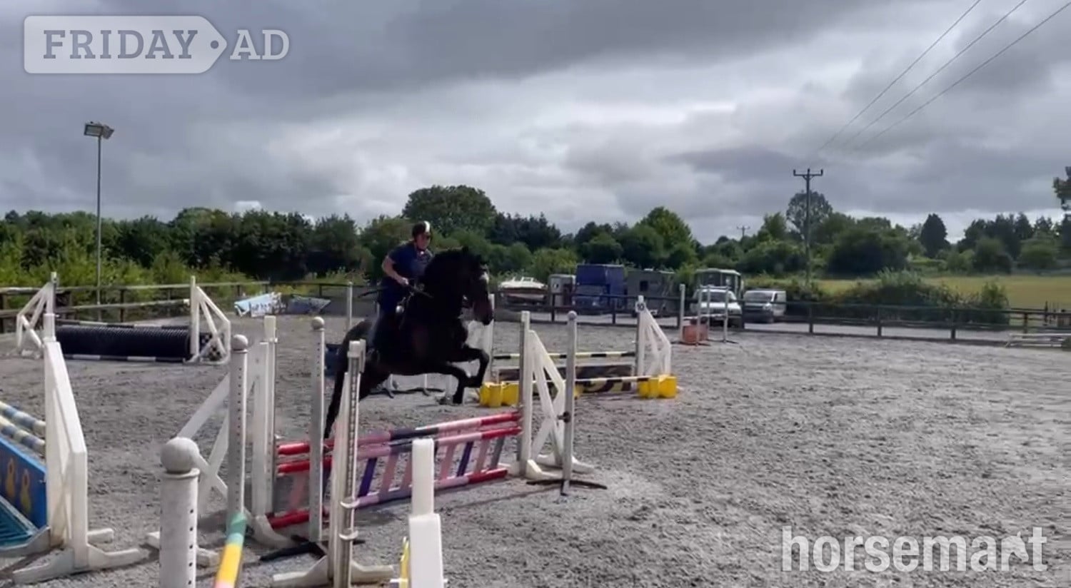 Westbury "Far Sight ‘Ritchie’" Dark Bay Gelding All Rounder