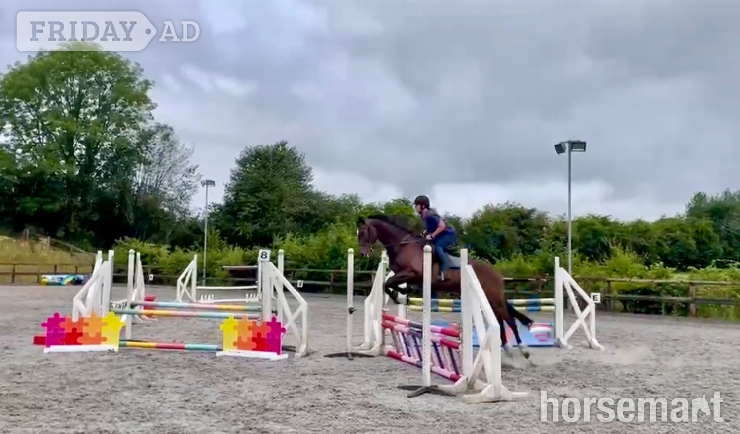 "Far Sight ‘Ritchie’" Dark Bay Gelding All Rounder - Horses in Westbury