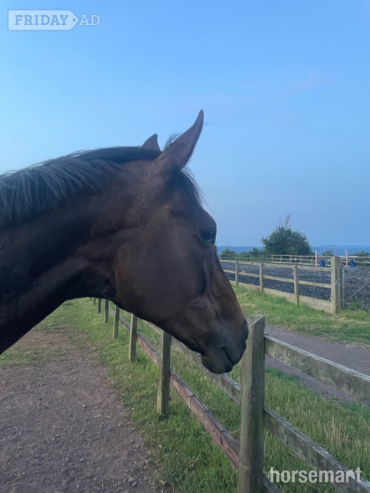 "Far Sight ‘Ritchie’" Dark Bay Gelding All Rounder - Horses