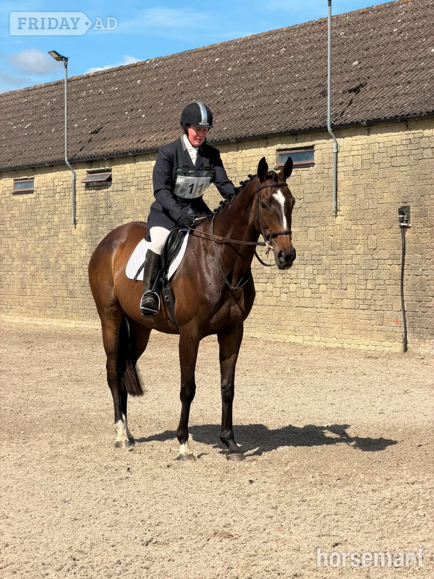 "Far Sight ‘Ritchie’" Dark Bay Gelding All Rounder - 