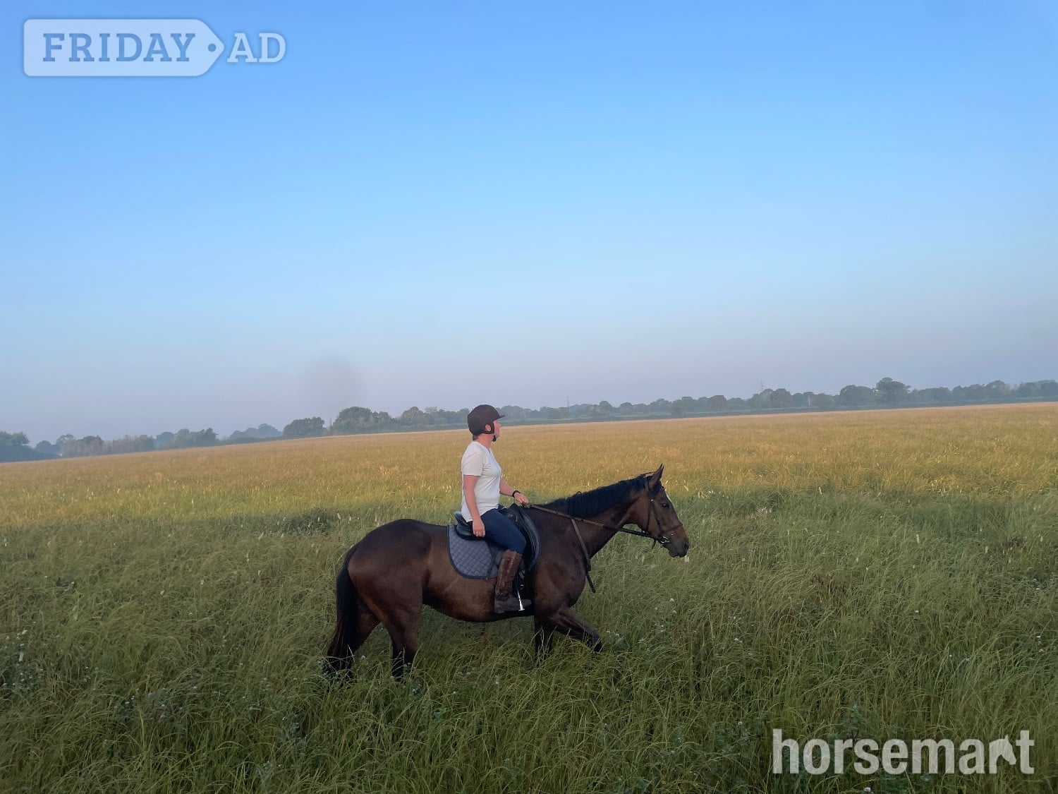 Westbury "Far Sight ‘Ritchie’" Dark Bay Gelding All Rounder