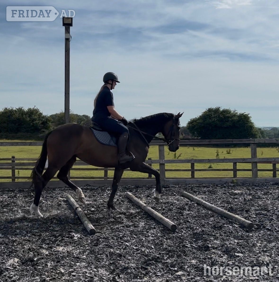 "Far Sight ‘Ritchie’" Dark Bay Gelding All Rounder -  in Westbury