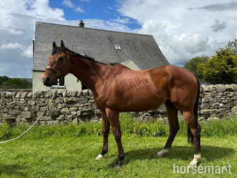"Clear Angel" Bay Gelding Ex Racehorse