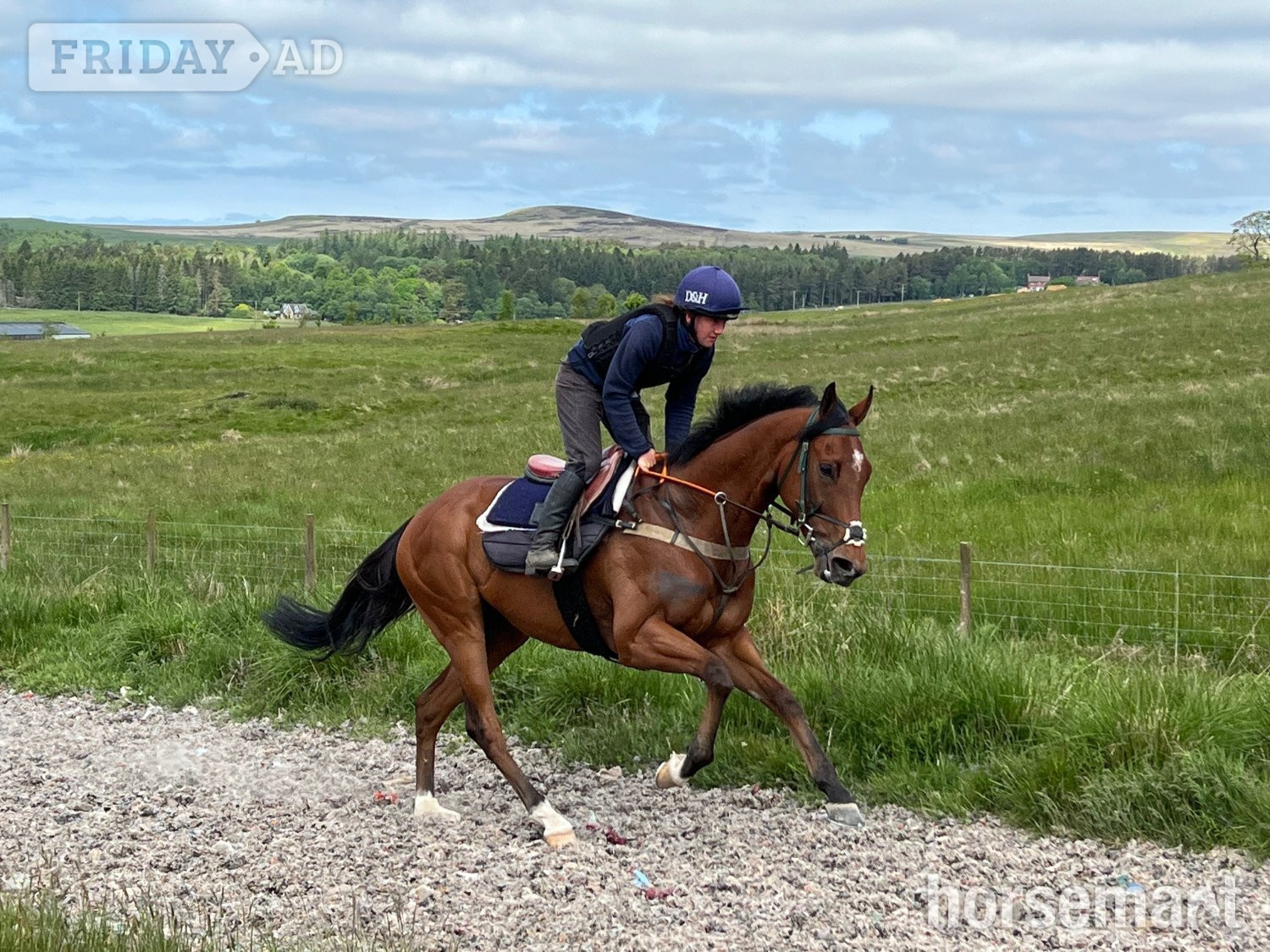 "Clear Angel" Bay Gelding Ex Racehorse