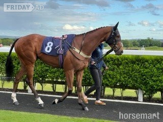 Otterburn "Clear Angel" Bay Gelding Ex Racehorse