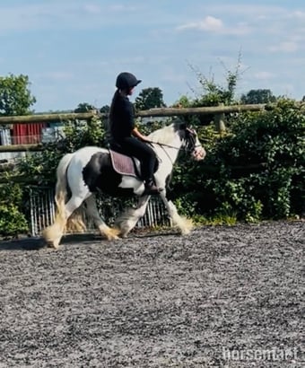 "Daisy " Piebald Mare All Rounder