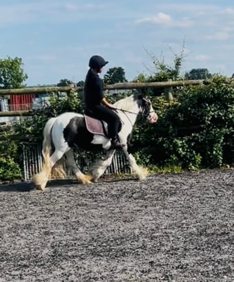 "Daisy " Piebald Mare All Rounder