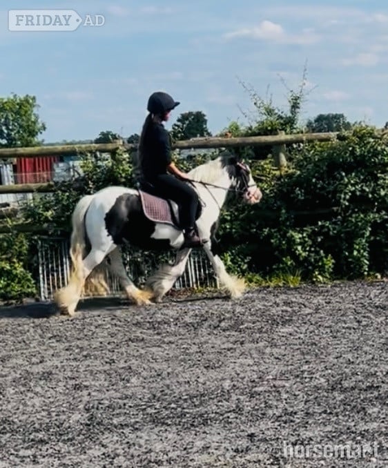 "Daisy " Piebald Mare All Rounder in Chelmsford