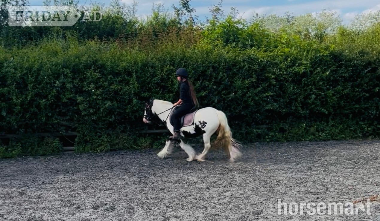 "Daisy " Piebald Mare All Rounder