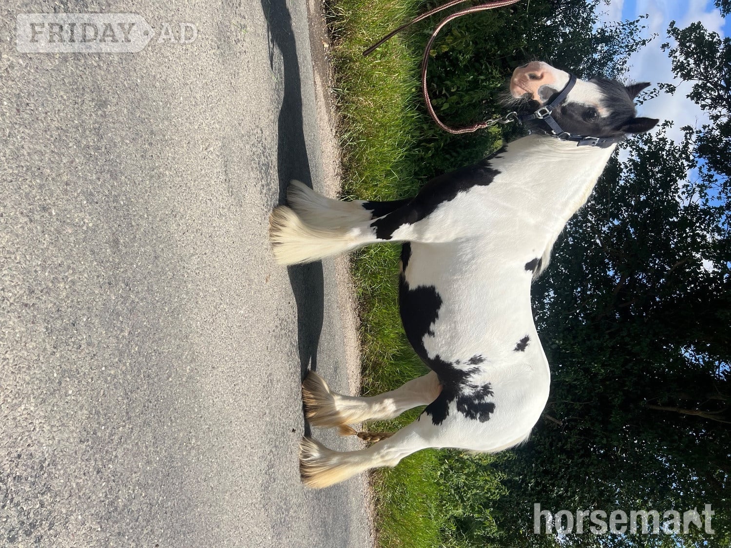 Chelmsford "Daisy " Piebald Mare All Rounder