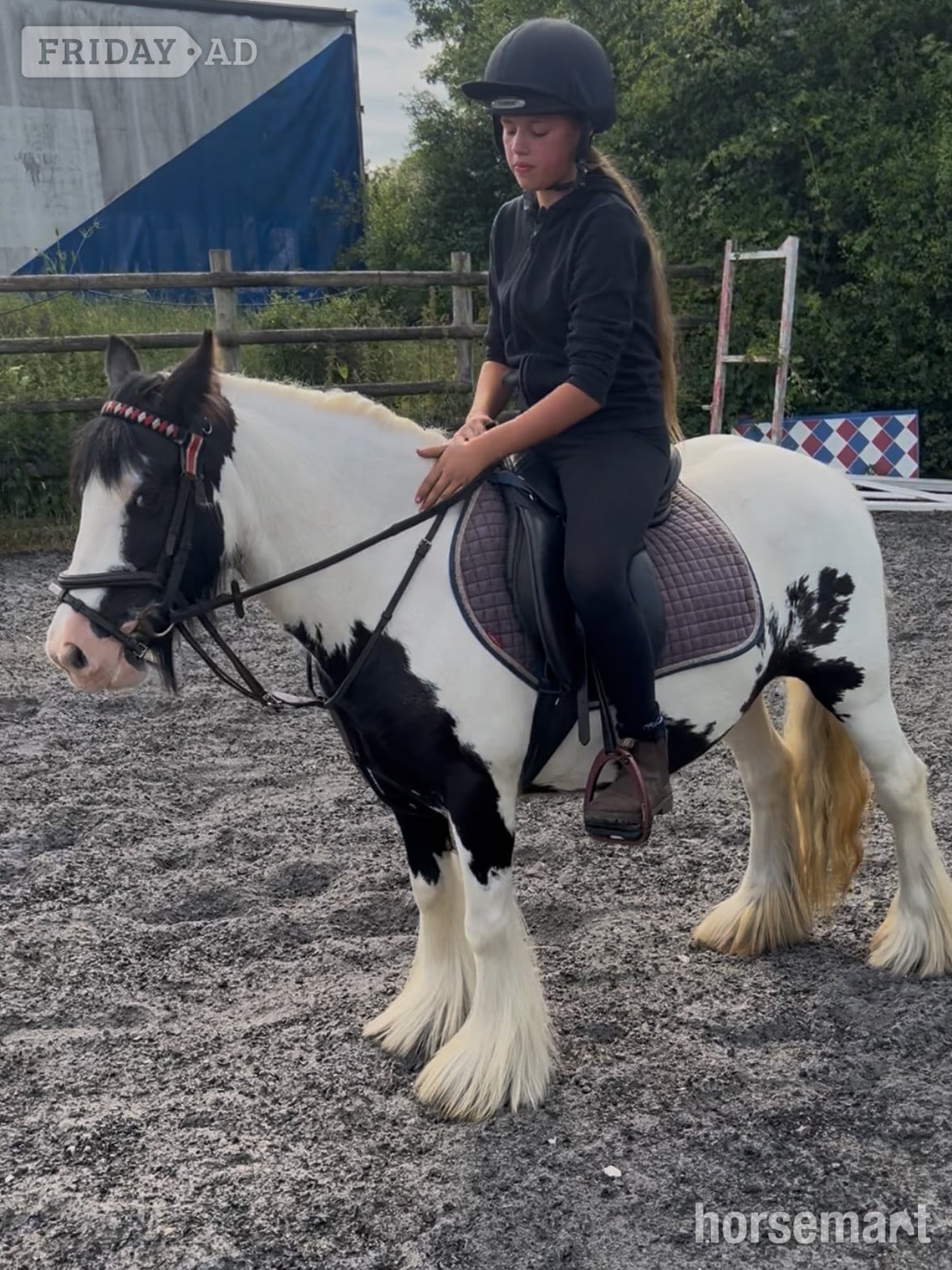 "Daisy " Piebald Mare All Rounder - Horses in Chelmsford