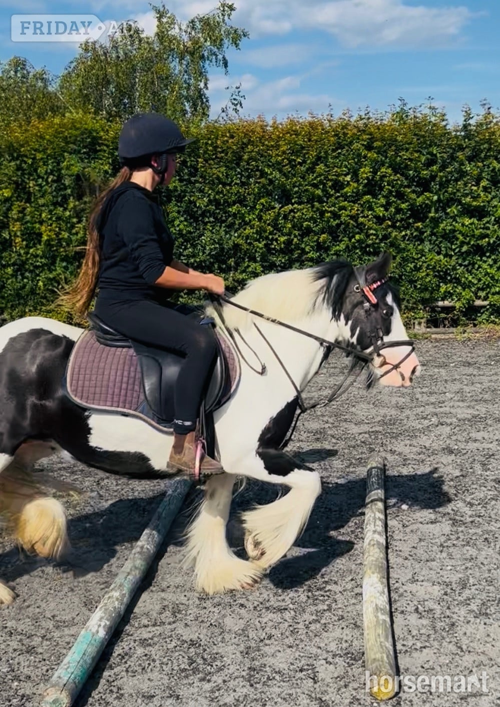 "Daisy " Piebald Mare All Rounder - Horses