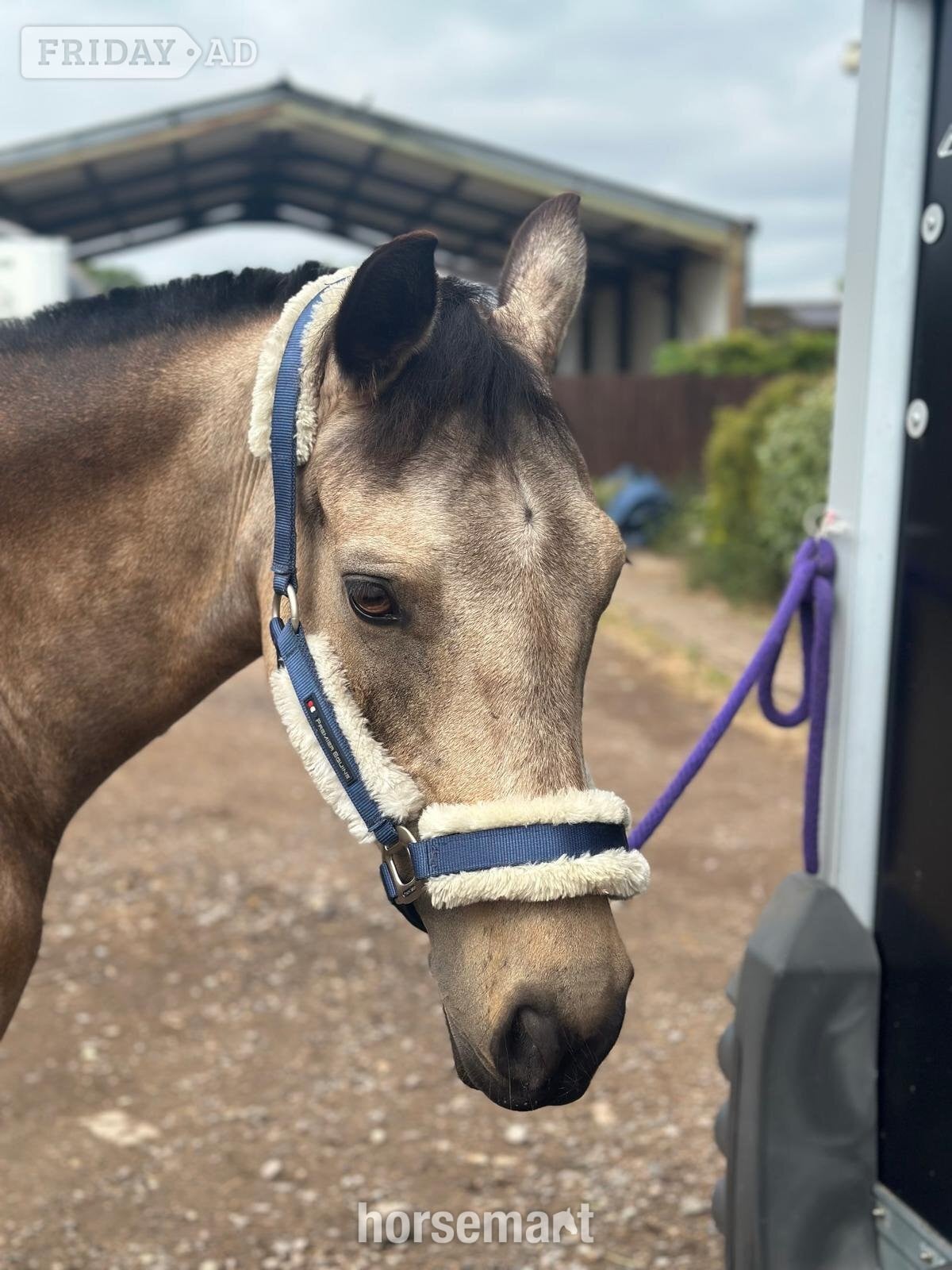 "Miss Hobby (Molly)" Dun Mare All Rounder