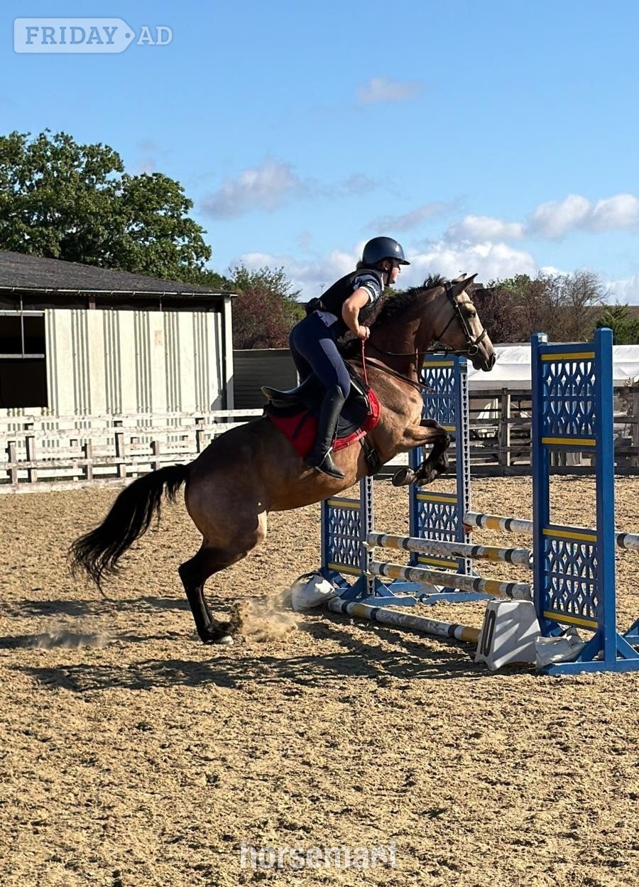 Woking "Miss Hobby (Molly)" Dun Mare All Rounder