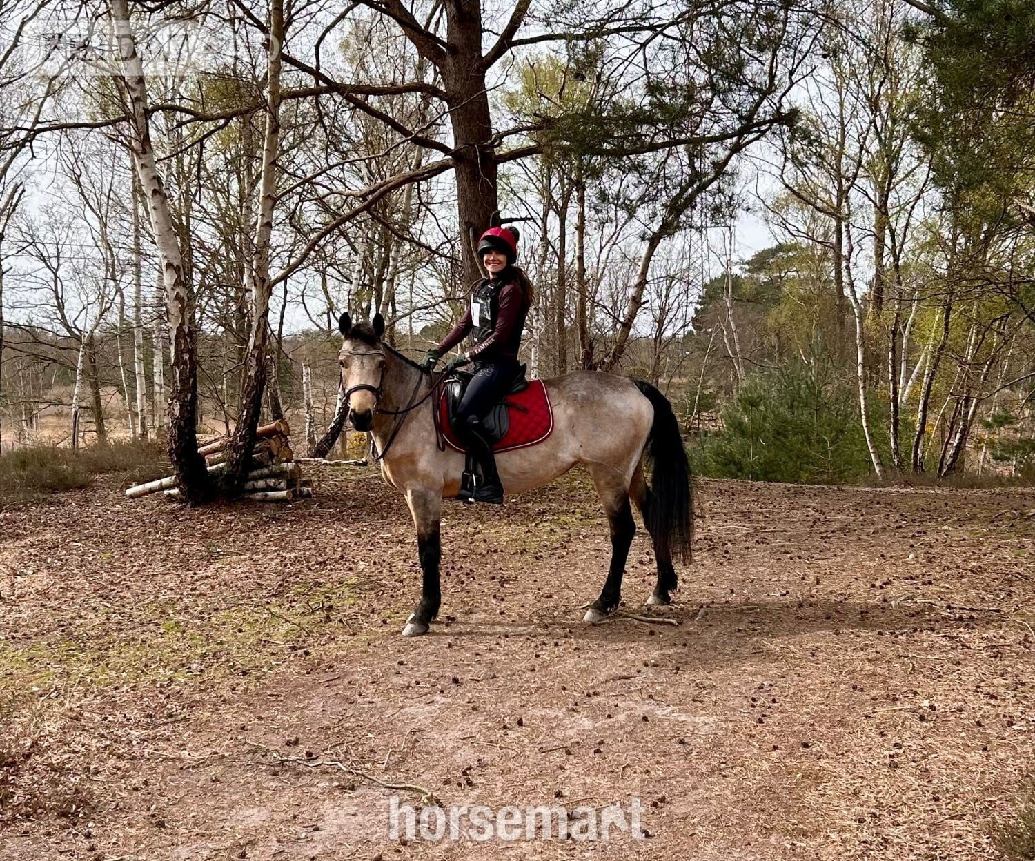 "Miss Hobby (Molly)" Dun Mare All Rounder - Horses in Woking