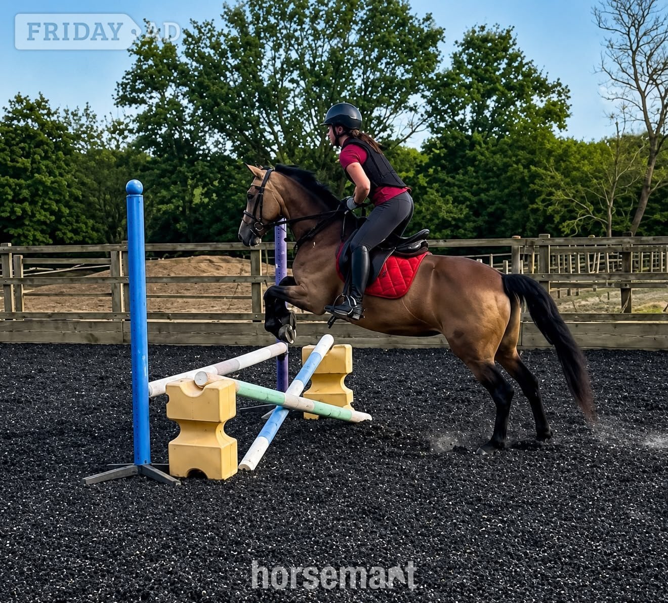"Miss Hobby (Molly)" Dun Mare All Rounder - Horses