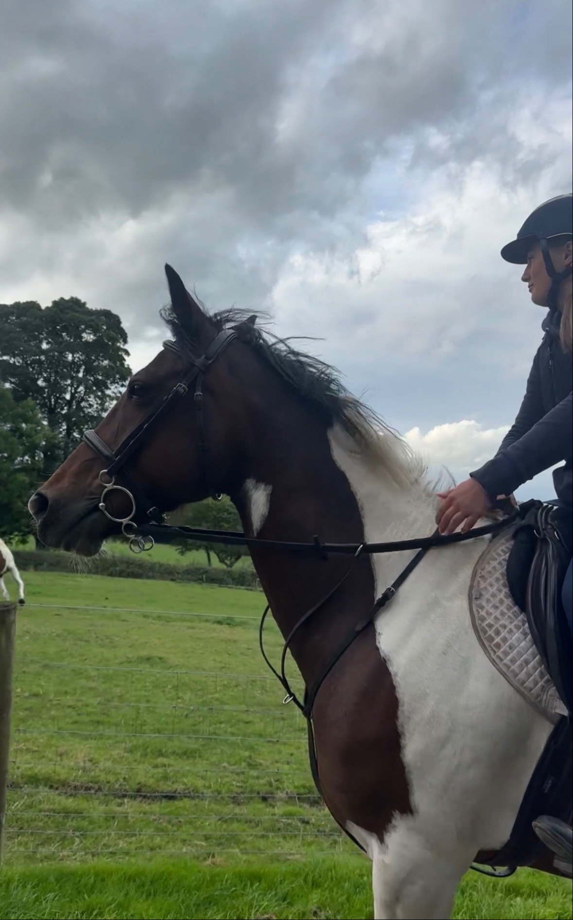 "Josie " Skewbald Mare All Rounder