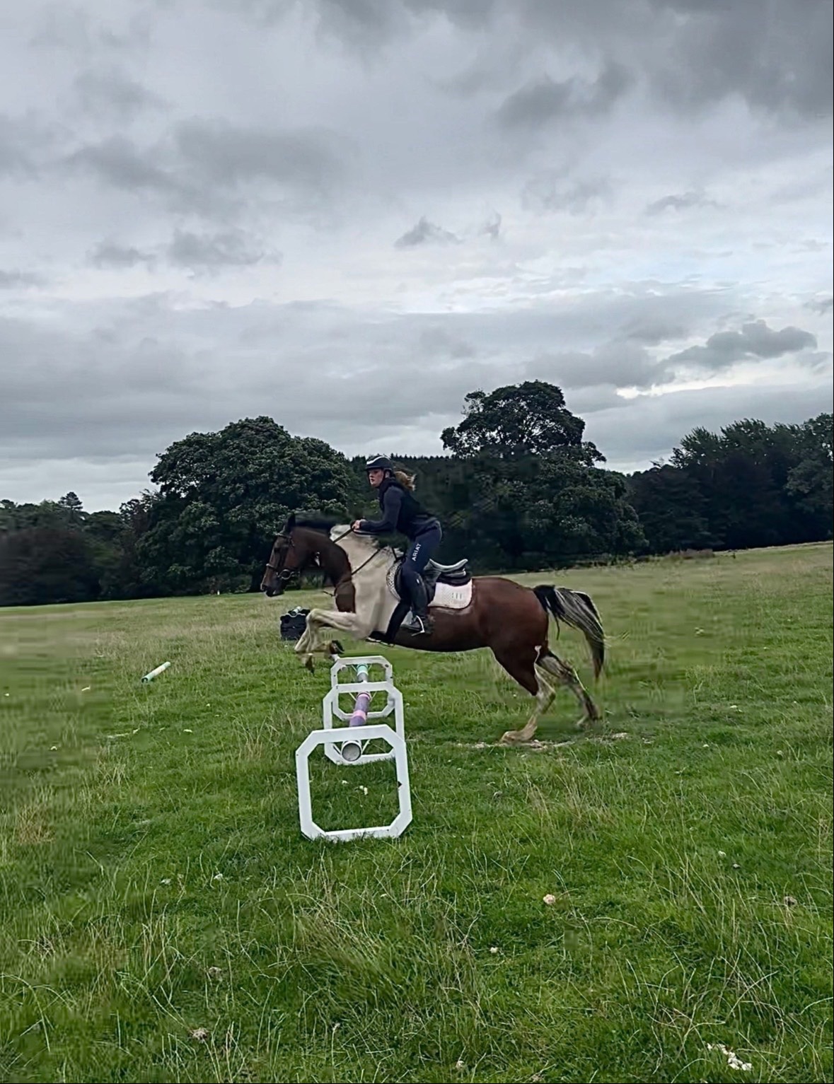 Clitheroe "Josie " Skewbald Mare All Rounder