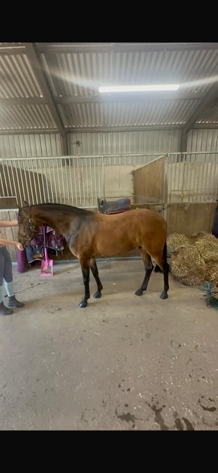 "Diptford Diplomat" Bay Gelding Schoolmaster
