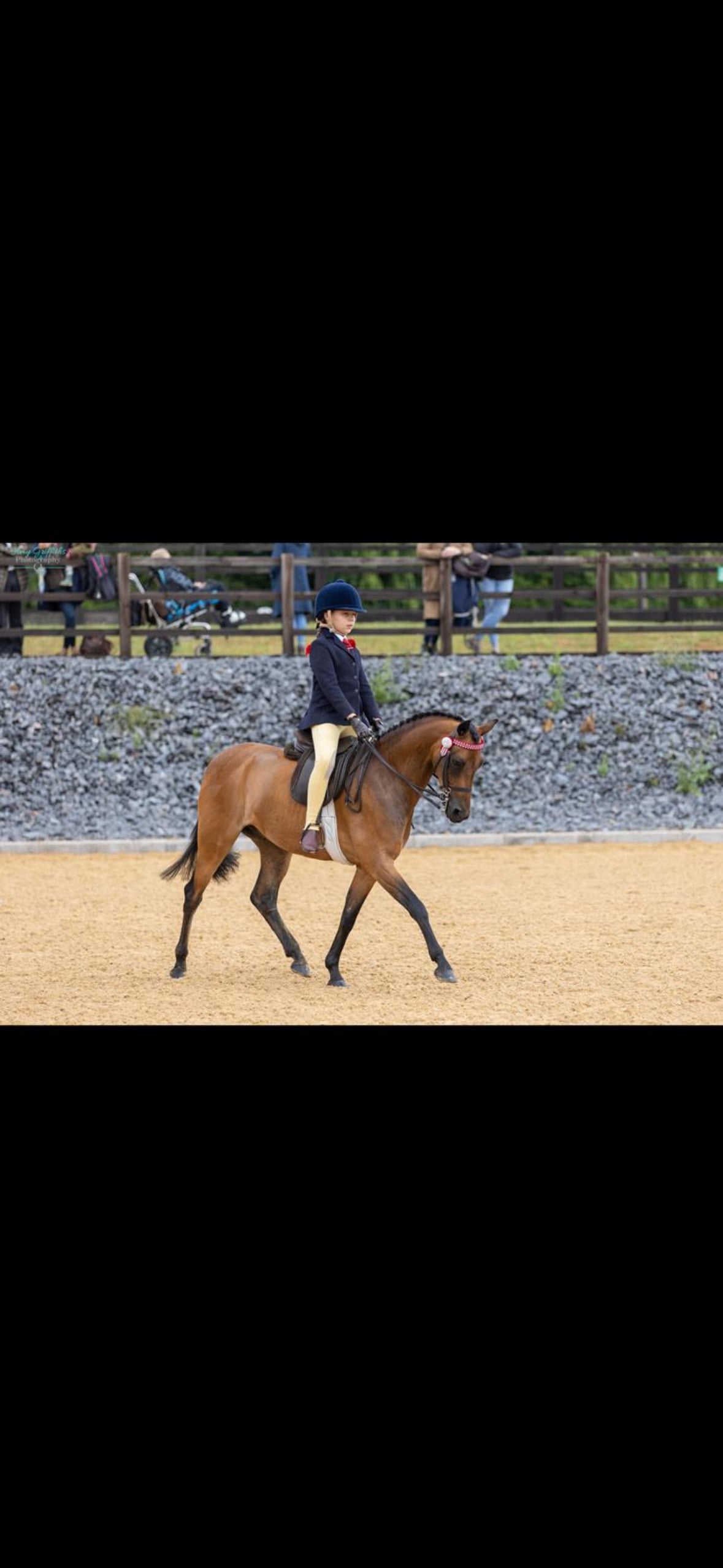 "Diptford Diplomat" Bay Gelding Schoolmaster