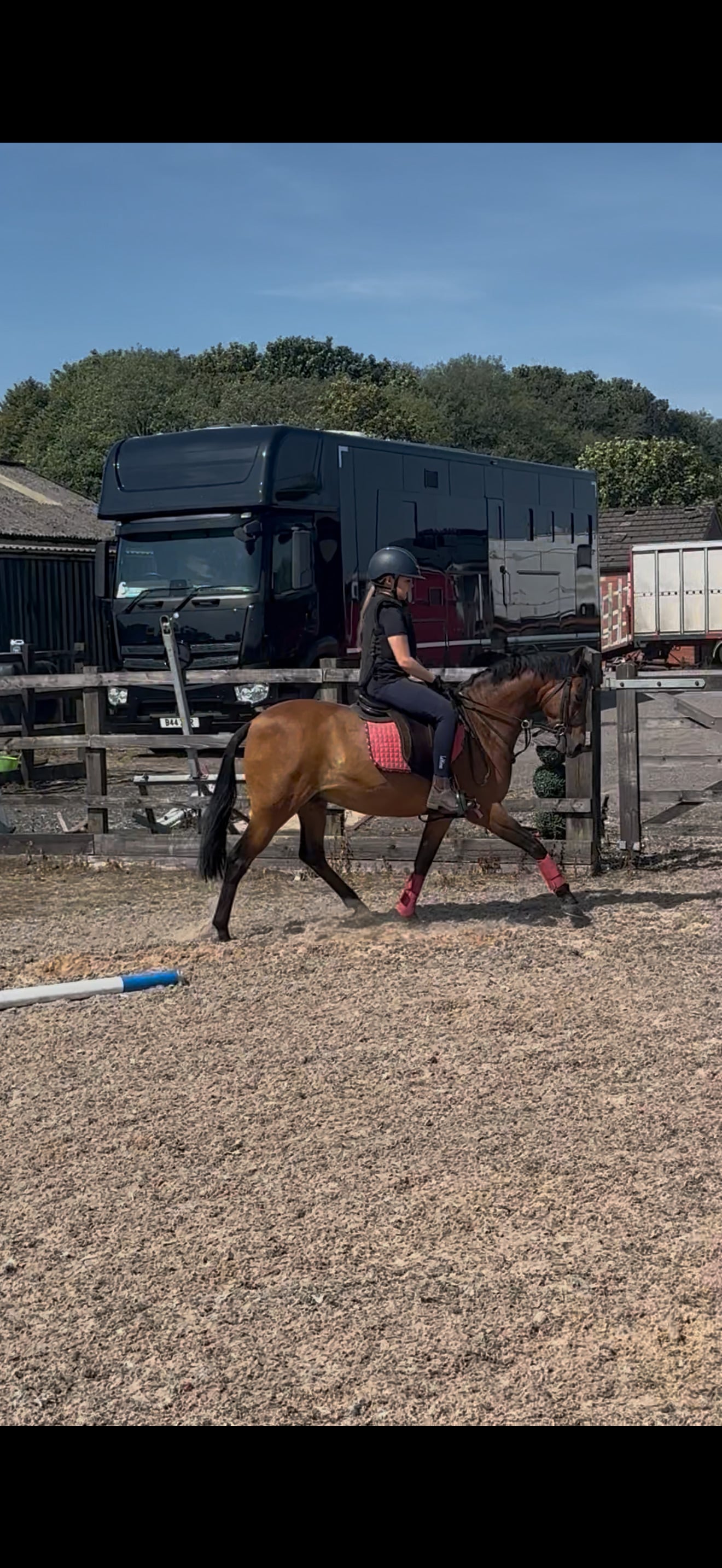 Wigan "Diptford Diplomat" Bay Gelding Schoolmaster