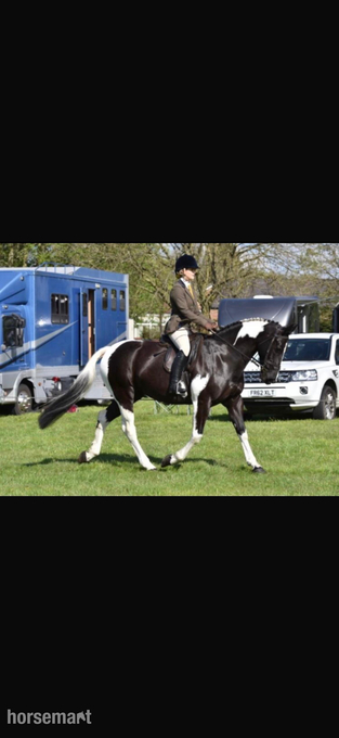 "Barfield’s Chanel no5 (Chanel) " Coloured Mare Coloured