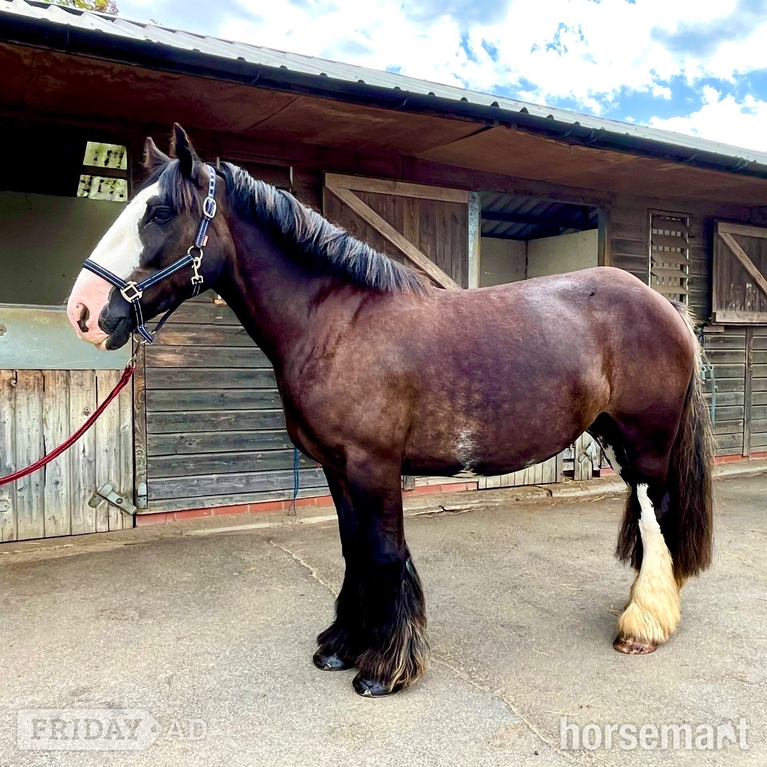 "Rosie" Brown Mare All Rounder in Staplehurst