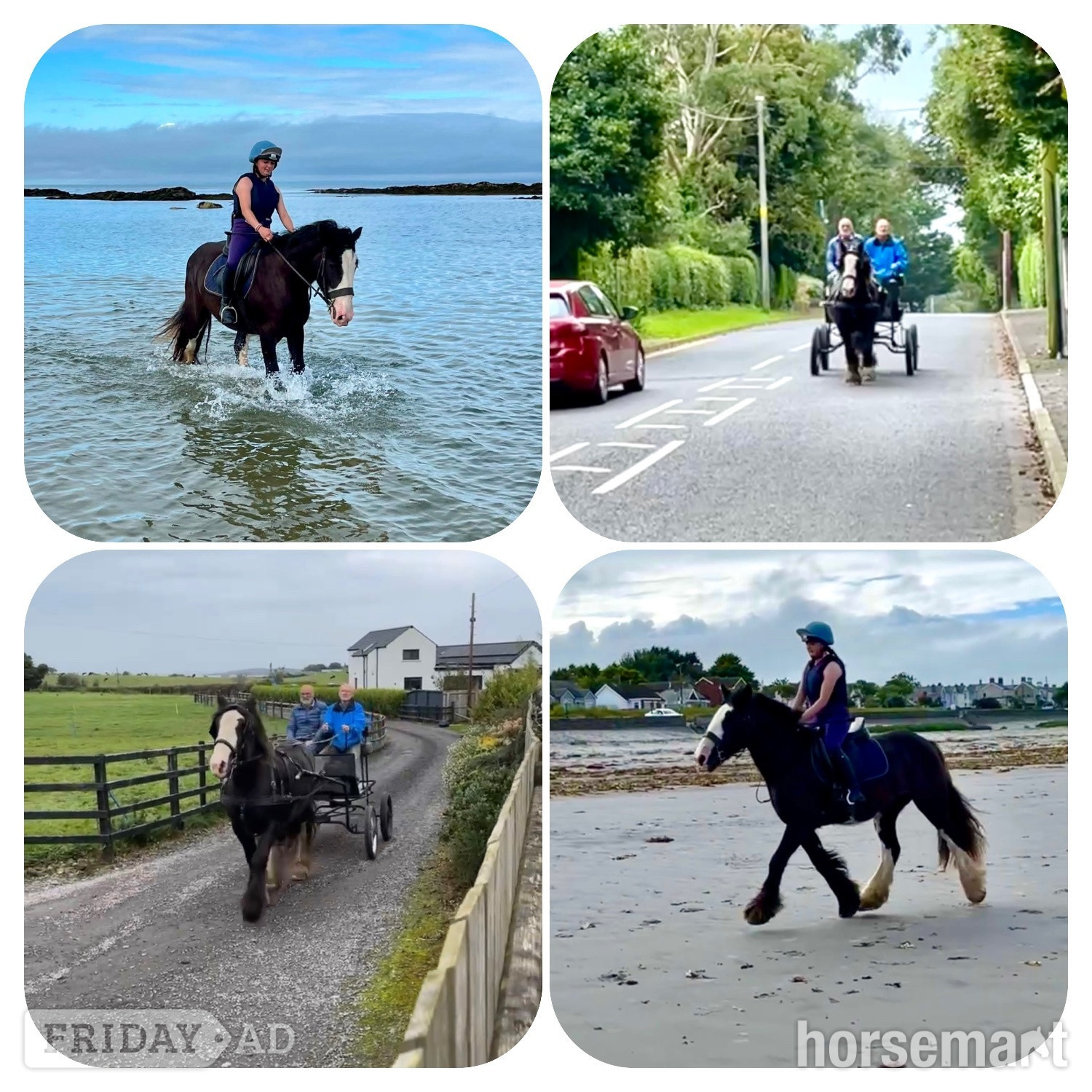 "Rosie" Brown Mare All Rounder