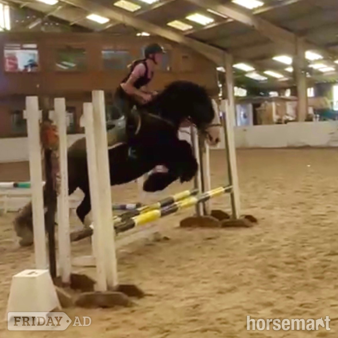 "Rosie" Brown Mare All Rounder - Horses in Staplehurst