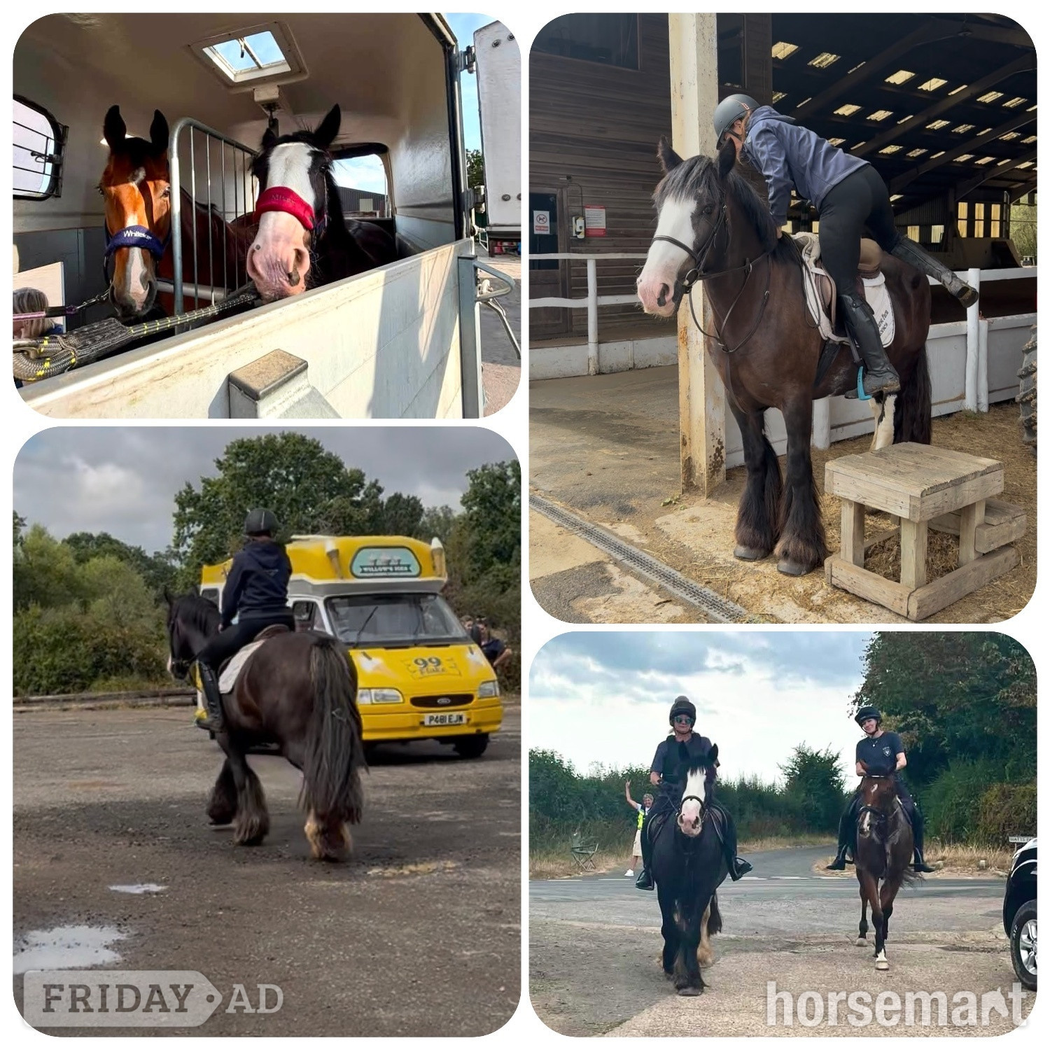 "Rosie" Brown Mare All Rounder - Horses