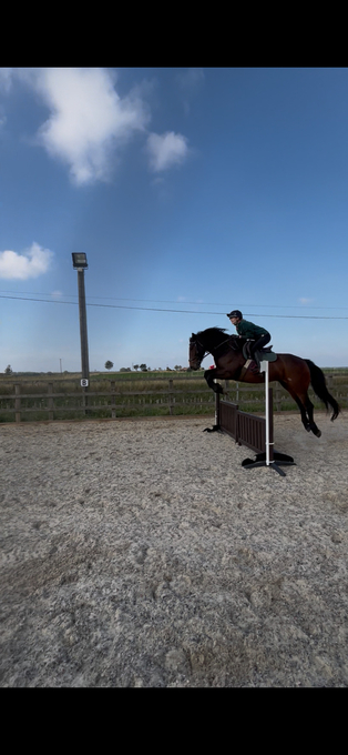 "Crummy Moonlight (Mollie)" Bay Mare All Rounder