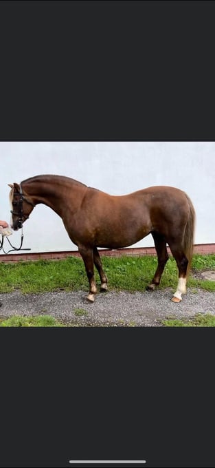 "Weydown Linnet" Chestnut Mare Broodmare