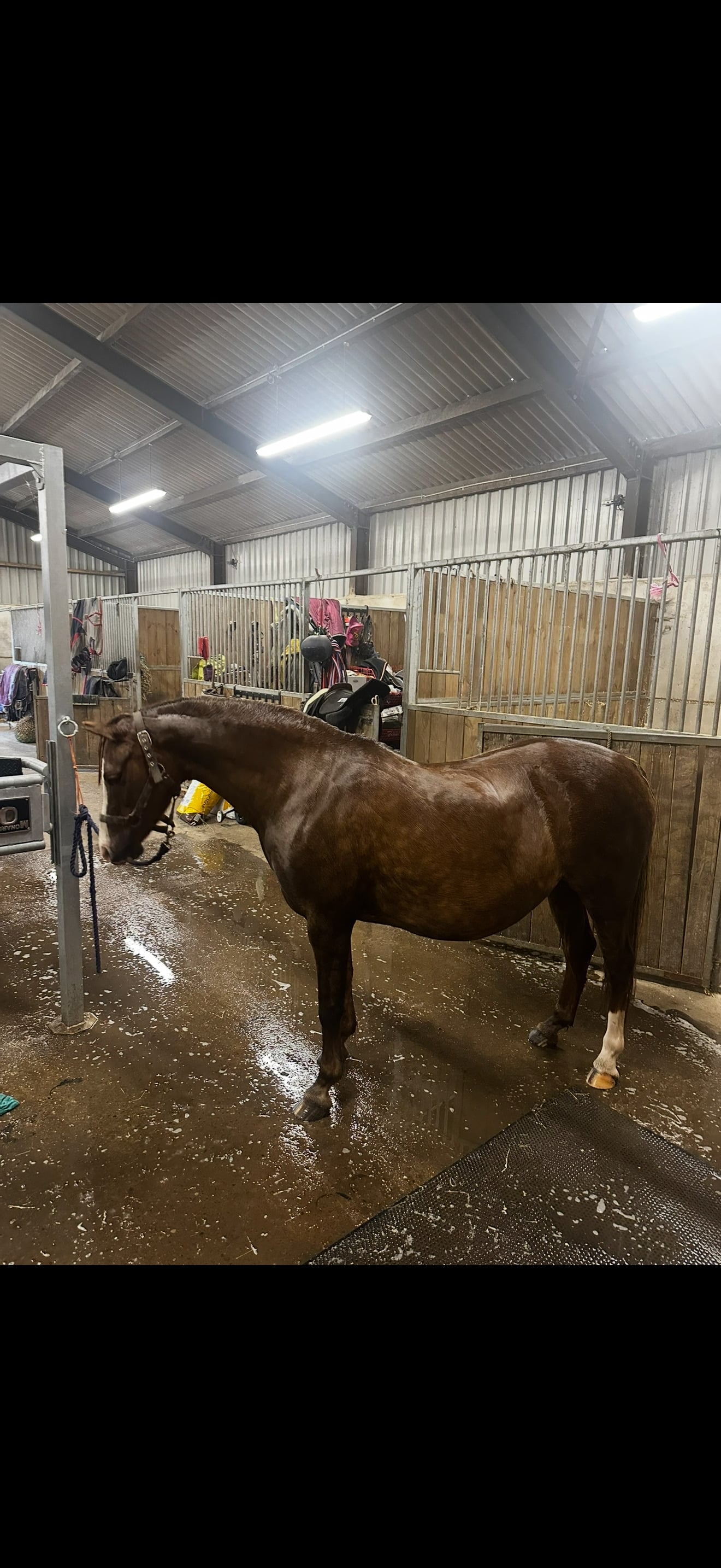"Weydown Linnet" Chestnut Mare Broodmare