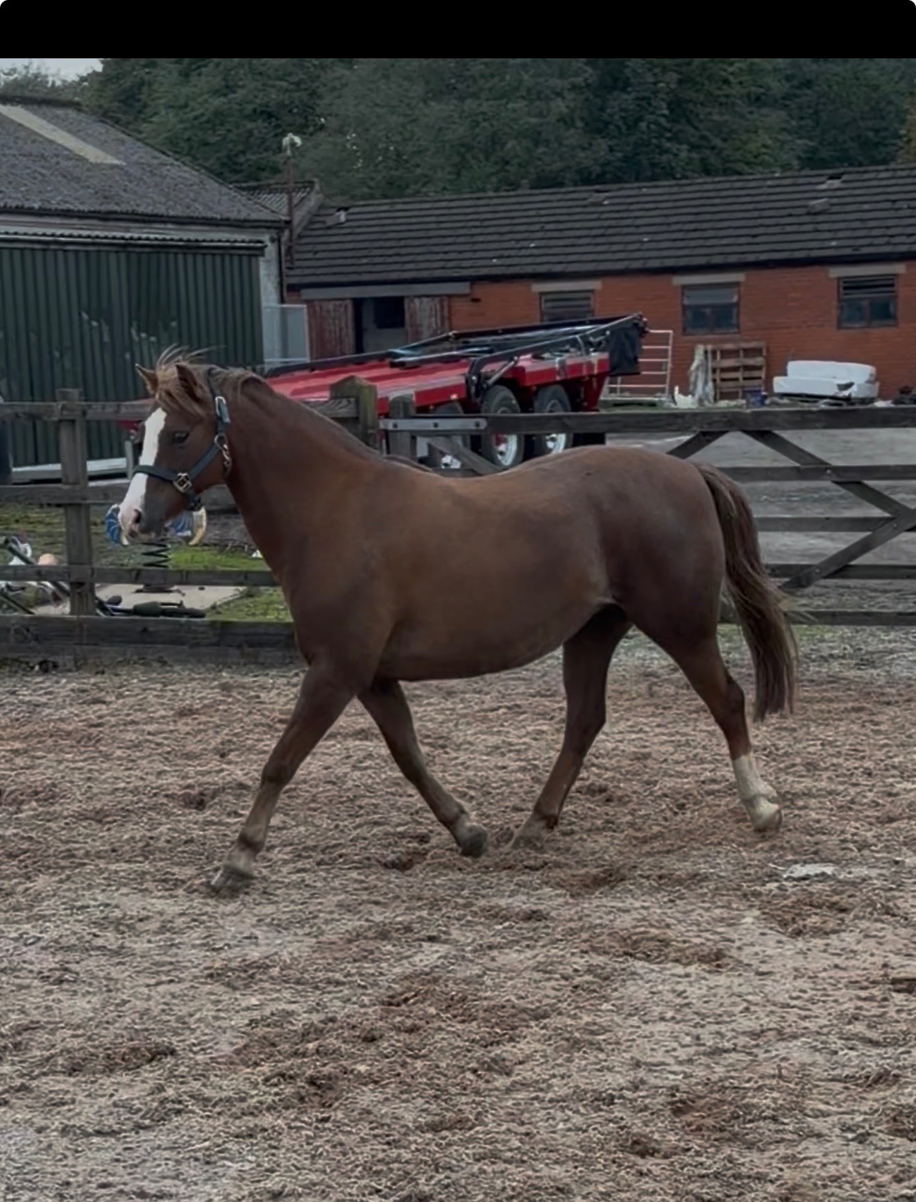 Wigan "Weydown Linnet" Chestnut Mare Broodmare