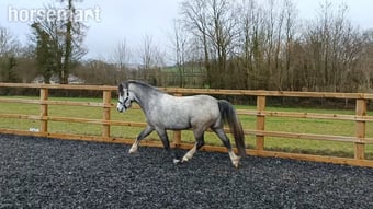 "Gino"  Gelding Youngstock / Foal