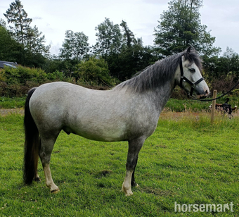 "Gino"  Gelding Youngstock / Foal