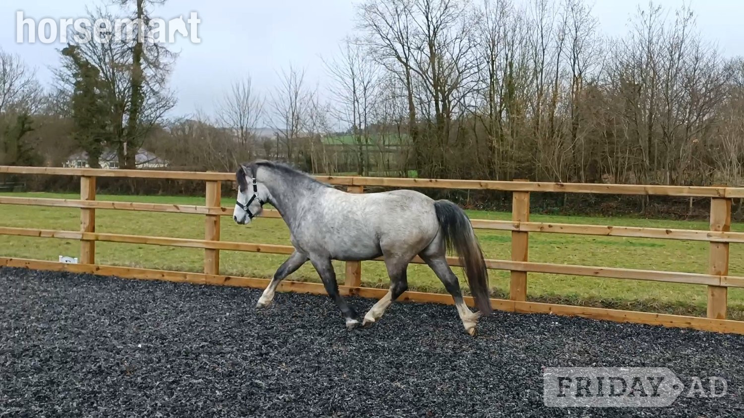 "Gino"  Gelding Youngstock / Foal in Carmarthen