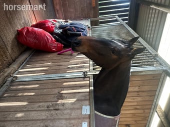 "Butterfly" Bay Mare All Rounder